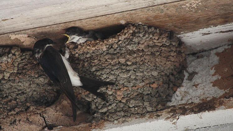 Die Schwalben füttern in Neukenroth ihre Jungen.  Foto: Lothar Haake