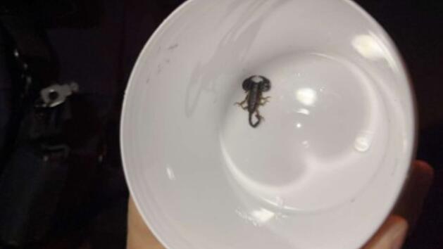 Spazierg&auml;nger findet freilaufenden Skorpion im Kreis W&uuml;rzburg