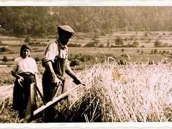 Ein Landwirt bei Ebermannstadt mäht in den 30er-Jahren des letzten Jahrhunderts mit der Sense Getreide. Repros: Franze