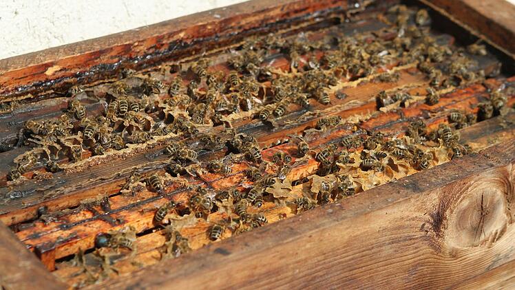 Es wimmelt jetzt richtig im Bienenstock.