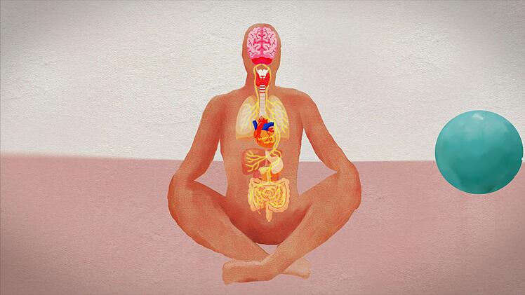 Fasern des wichtigen Nervs führen in viele Bauchorgane.