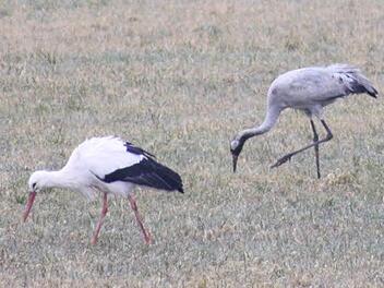Storch und Kranich auf Nahrungssuche.  Foto: Joachim Holzwarth