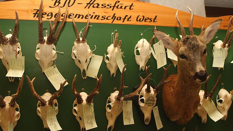 Blick auf die Gehörne aus der Hegegemeinschaft West.Alle Fotos: Günther Geiling