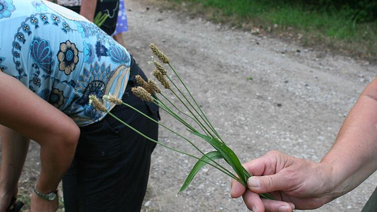 Spitzwegerich hilft nicht nur gegen Husten. Auch bei Insektenstichen soll die Auflage der zerquetschten Blätter helfen.  Foto: Evi Seeger