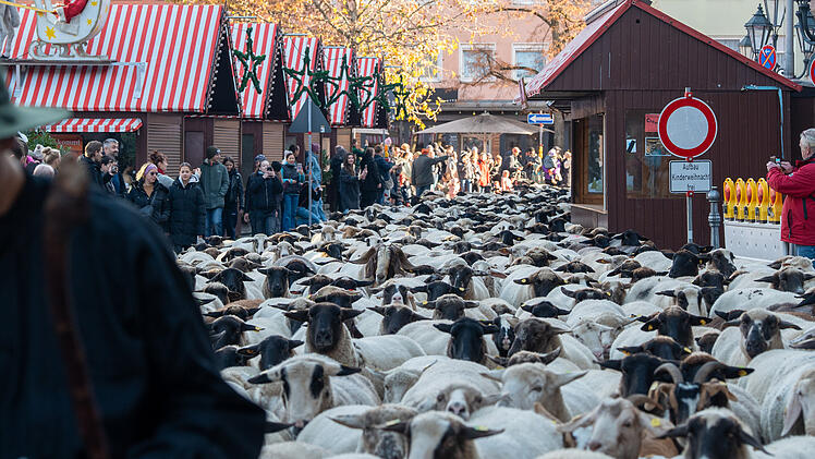 Hunderte Schafe ziehen durch Nürnberg