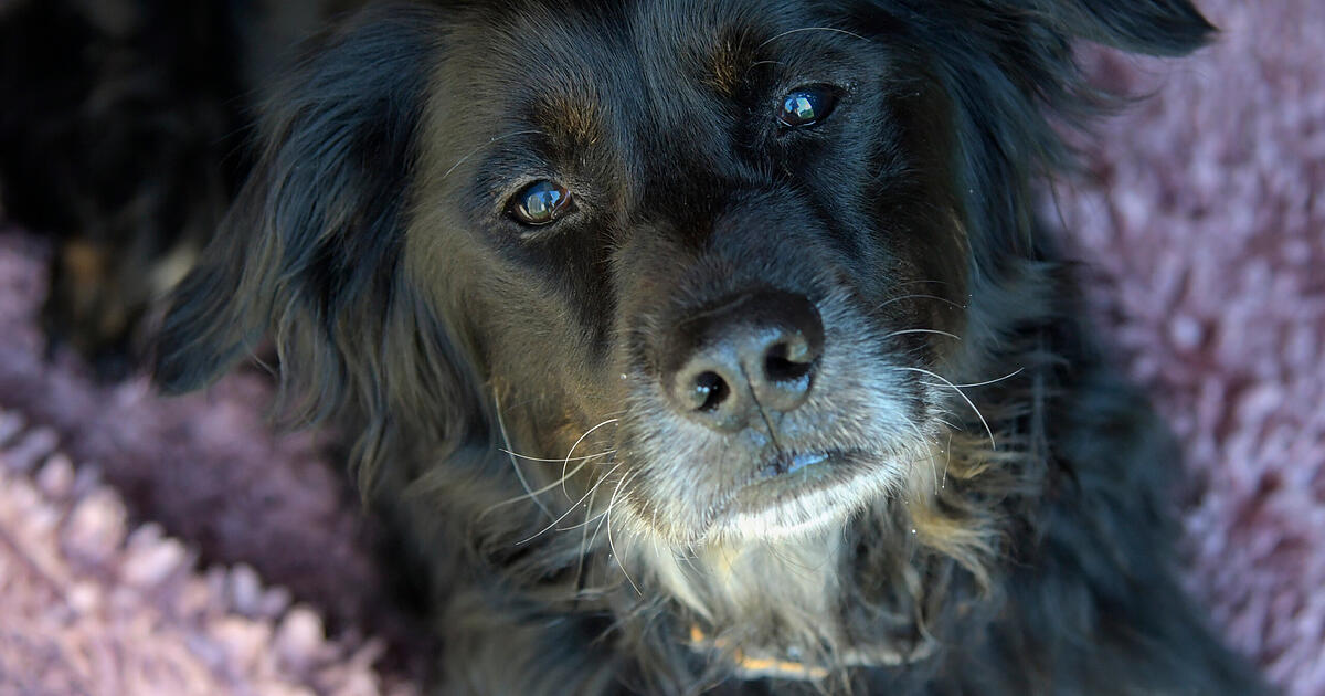 Bamberg Animal Shelter describes a touching dog's story - | ...