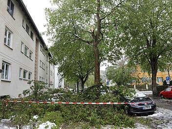 Wie hier in der Ottostraße brachen große Äste ab. Foto: Barbara Herbst