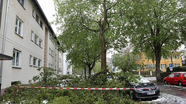 Wie hier in der Ottostraße brachen große Äste ab. Foto: Barbara Herbst