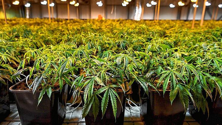 FILES-SWITZERLAND-CANNABIS-LAW