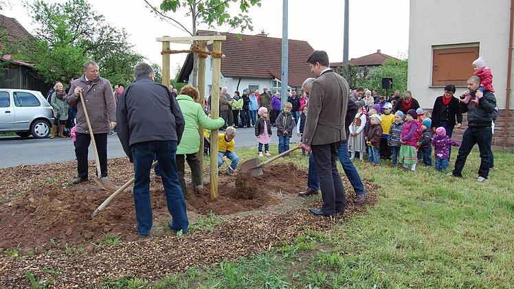 Die Scharlach-Rosskastanie wird gepflanzt.