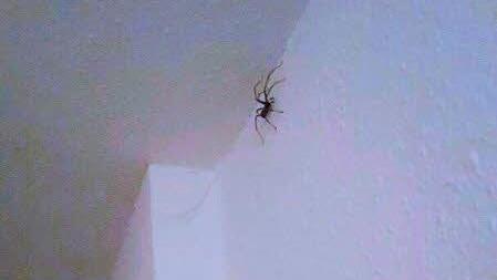 Eine ungew&ouml;hnlich gro&szlig;e Spinne hat die Polizei auf den Plan gerufen. Foto: Polizei Berlin