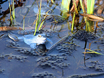 Krötenwanderung: Ehrenamtliche Helfer schützen Amphibien im Landkreis Krötenwanderung: Ehrenamtliche Helfer schützen Amphibien im Landkreis