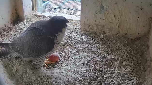 Wanderfalken auf N&uuml;rnberger Kaiserburg erwarten Nachwuchs - erstes Ei