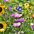 Wildblumen