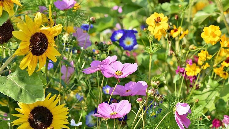 Wildblumen