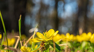Fr&uuml;hlingserwachen: So sch&ouml;n bl&uuml;ht es im Bamberger Hain