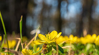 Fr&uuml;hlingserwachen: So sch&ouml;n bl&uuml;ht es im Bamberger Hain