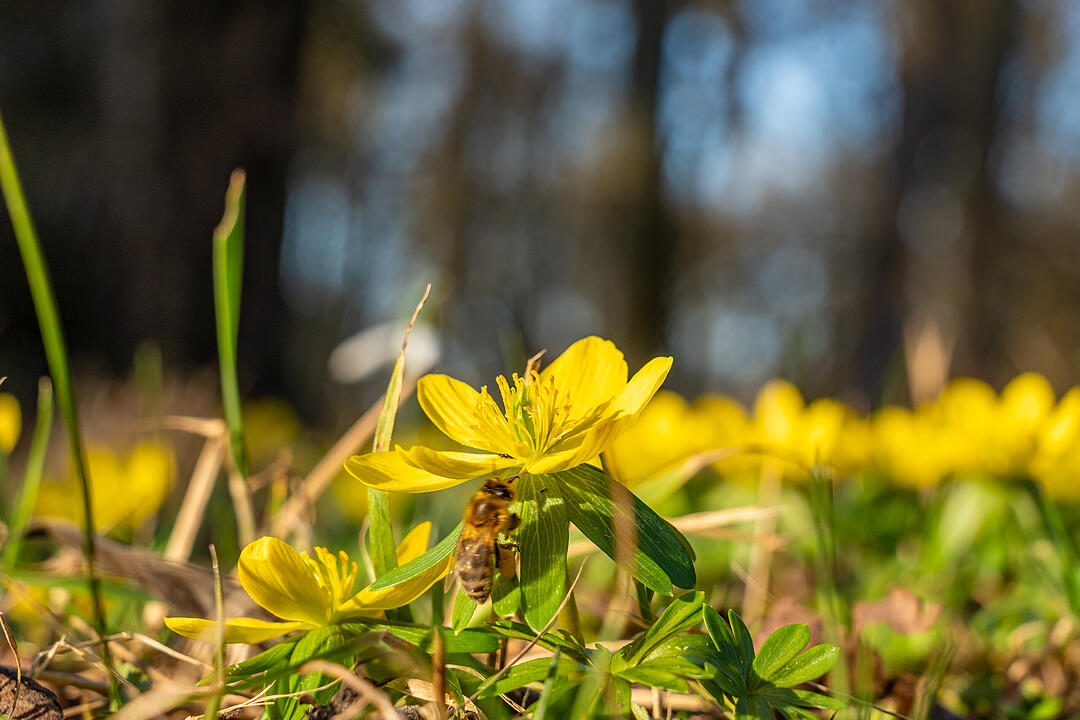 Fr&uuml;hlingserwachen: So sch&ouml;n bl&uuml;ht es im Bamberger Hain