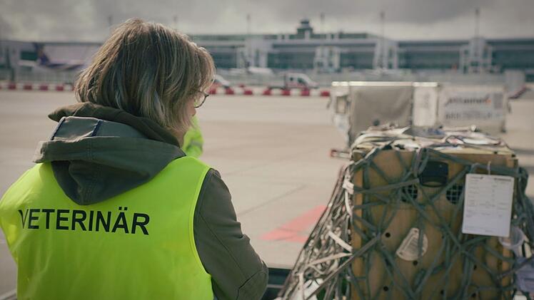 In der gut gesicherten Gitterbox befindet sich eine gef&auml;hrliche Raubkatze, ein europ&auml;ischer Luchs. Am Flughafen M&uuml;nchen reisen so t&auml;glich Tiere ein und aus. In der neuen Dokuserie "Animal Takeoff" zeigt der BR, wo am Flughafen sonst noch Tiere im Spiel sind.
