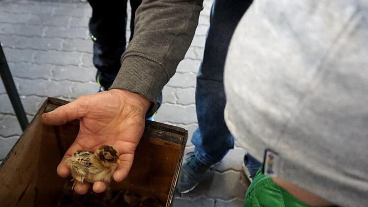 Die frisch geschlüpften Küken waren natürlich für die Kinder interessant. Foto: Richard Sänger