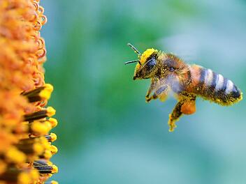 Die Ergebnisse aus den Gemeinden Erlangen-Höchstadt für das Volksbegehren "Rettet die Bienen" sind da. Symbolbild: Patrick Pleul/dpa