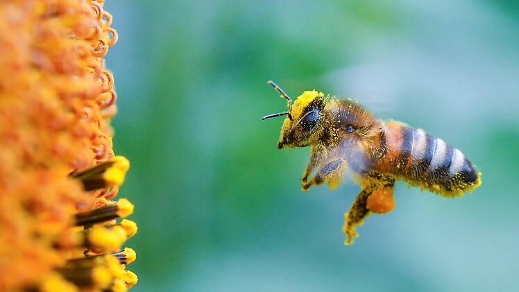 Die Ergebnisse aus den Gemeinden Erlangen-Höchstadt für das Volksbegehren "Rettet die Bienen" sind da. Symbolbild: Patrick Pleul/dpa