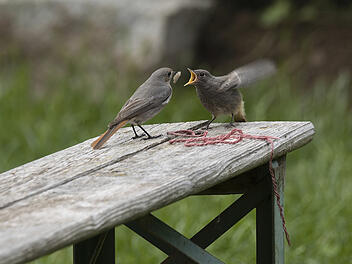 Forchheim: Jungen Vogel gefunden ?  Bund Naturschutz gibt wichtige Hinweise