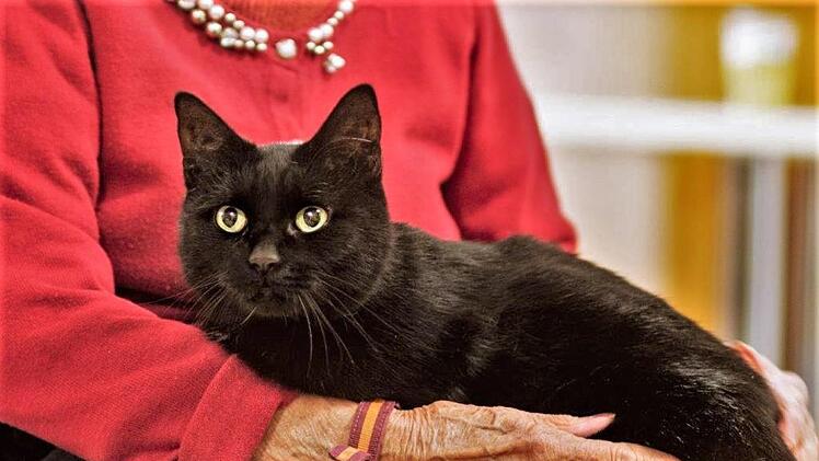 Kurzhaar-Kater Otto im Einsatz als "therapeutische Hilfskraft".