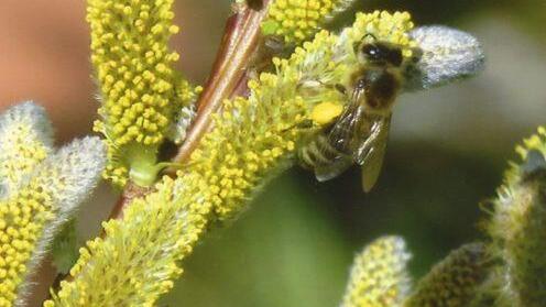 Palmkätzchen-Zweige sind im Frühjahr das "Brot der Bienen". Die Imker bitten deshalb, den österlichen Schmuck nicht abzureißen, sondern abzuschneiden. Foto: Walter Gärtner