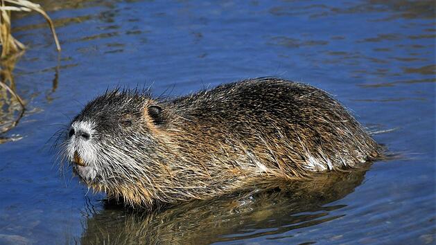 Der  Sumpfbiber   in seinem Element Foto: Adolf Riechelmann