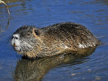Der  Sumpfbiber   in seinem Element Foto: Adolf Riechelmann
