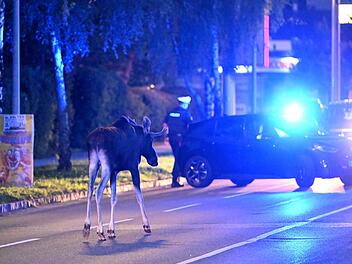 Elch "Emil" in Österreich