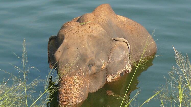 Abkühlung bei gut 30 Grad im Schatten sucht dieser Elefant in einem See. Die Radler begegnen ihm am Rande eines Nationalparks.