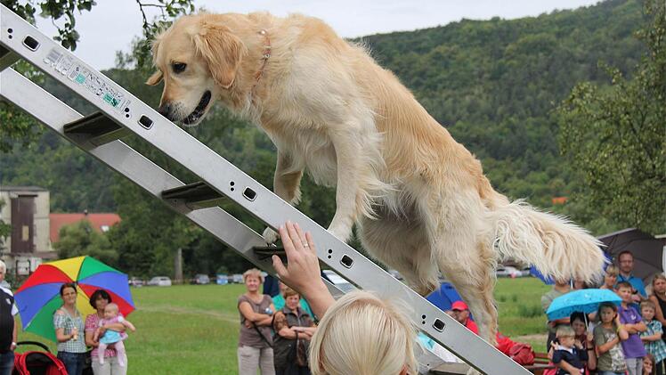 Vorführungen der Rettungshundestaffel.