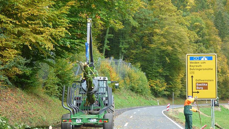 Ein Privatunternehmen fällt Bäume nach der Sachsenmühle in Richtung Muggendorf.
