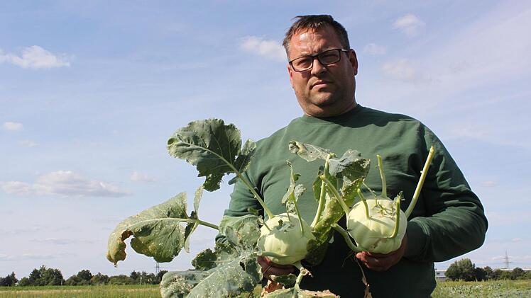 Der Erdfloh beißt die Blätter des Kohlrabi an. Die Früchte sind unberührt und dennoch unverkäuflich.  Unser Bild zeigt den Bamberger Gärtner Hans-Jürgen Eichfelder.  Markus Klein