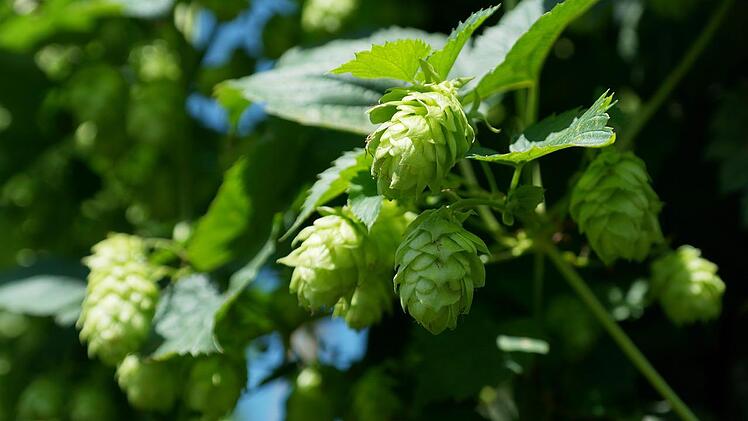 Bestandteil eines jeden Bieres: Hopfen