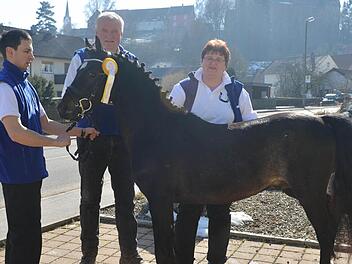 Lucie und Georg Lang mit dem Ponyhengst Prince of Lisberg und Daniel Kutzsche, der ihn bei der Körung vorstellte (von rechts). Fotos: Ronald Rinklef