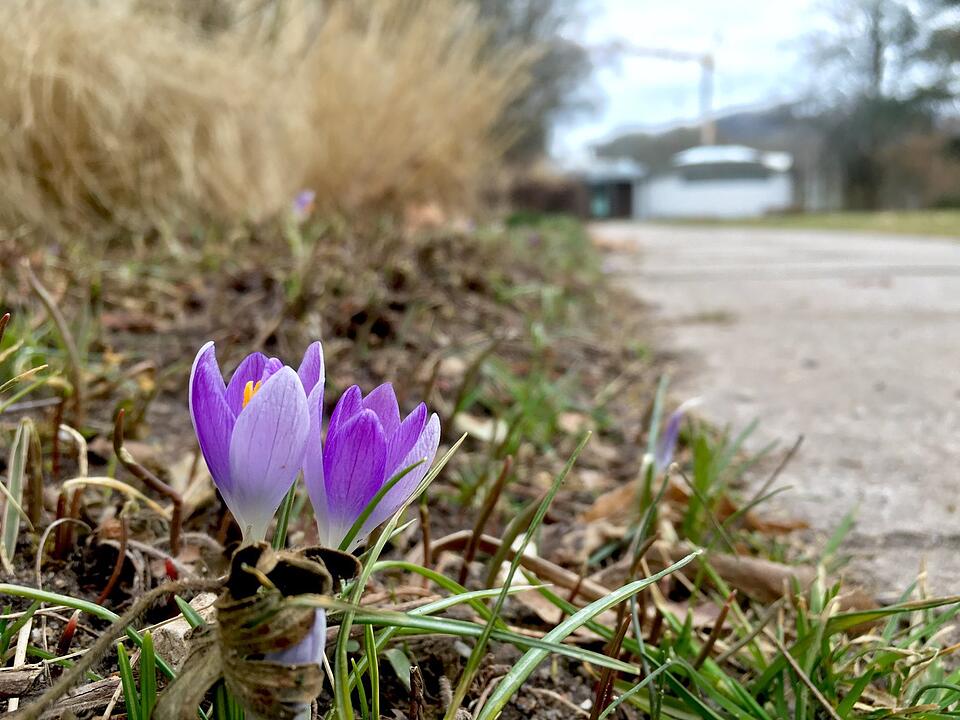 Die schönsten Frühlingsfotos aus Coburg und Umgebung
