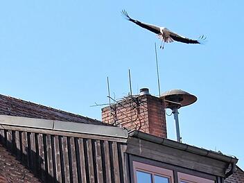 Die Neuen bauen derzeit auf dem Schornstein des Rathauses, doch der Umzug auf das Dach des Museumsgasthofs ist schon geplant.  Fotos: Evi Seeger
