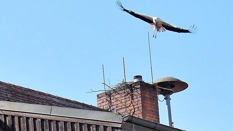 Die Neuen bauen derzeit auf dem Schornstein des Rathauses, doch der Umzug auf das Dach des Museumsgasthofs ist schon geplant.  Fotos: Evi Seeger