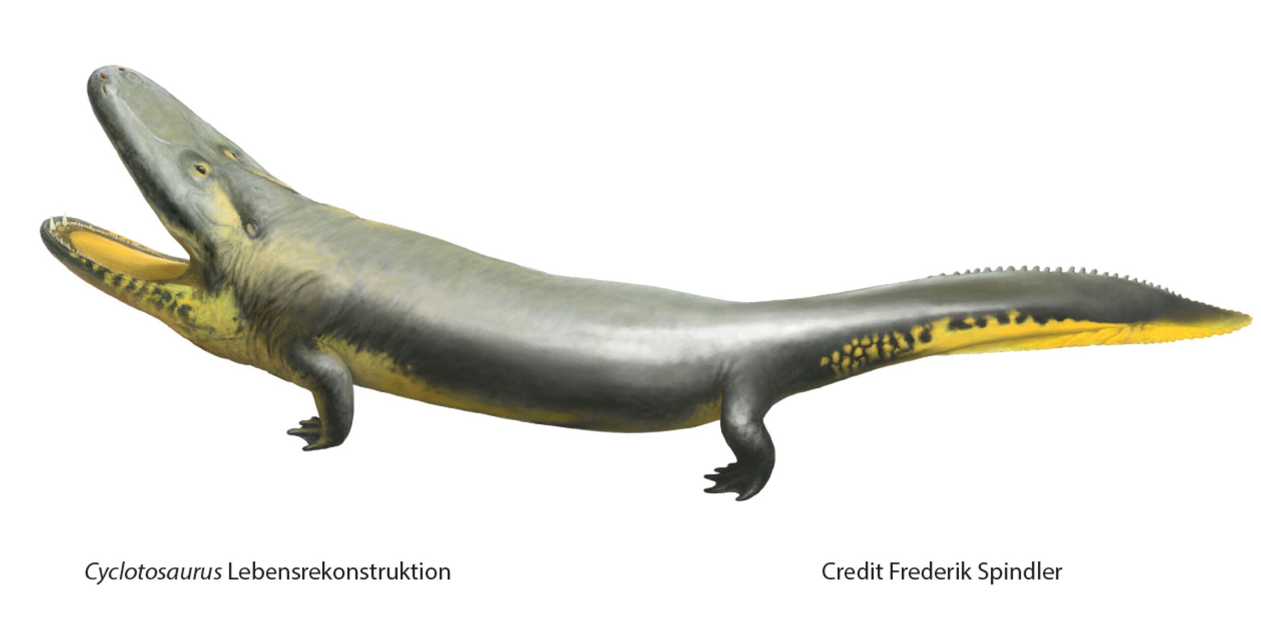 DinosaurierSensationsfund im Steigerwald Cyclotosaurus war eine