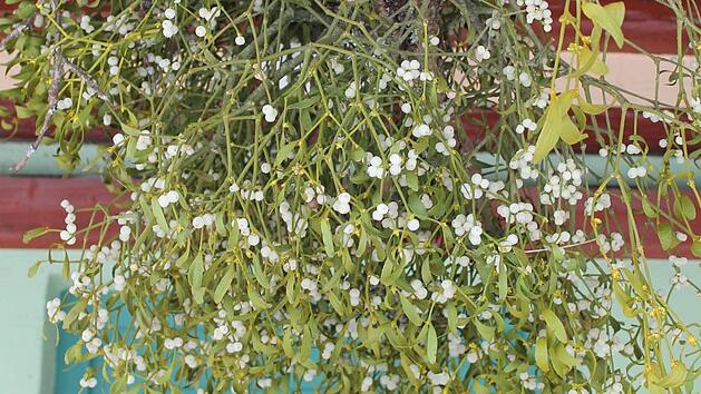 Der Mistel schrieb man fr&uuml;her &uuml;bernat&uuml;rliche Kr&auml;fte zu. Foto: Josef Schr&ouml;der