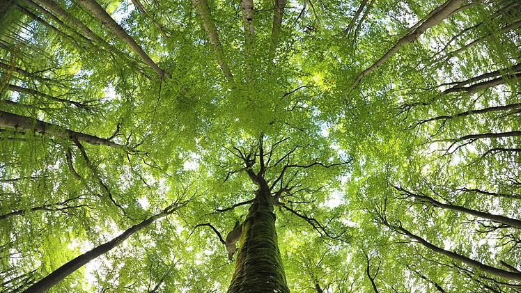 1000 Bäume sollen im Landkreis Haßberge jeweils 2020 und 2021 gepflanzt werden, um das Kleinklima zu verbessern.  David Ebener/dpa