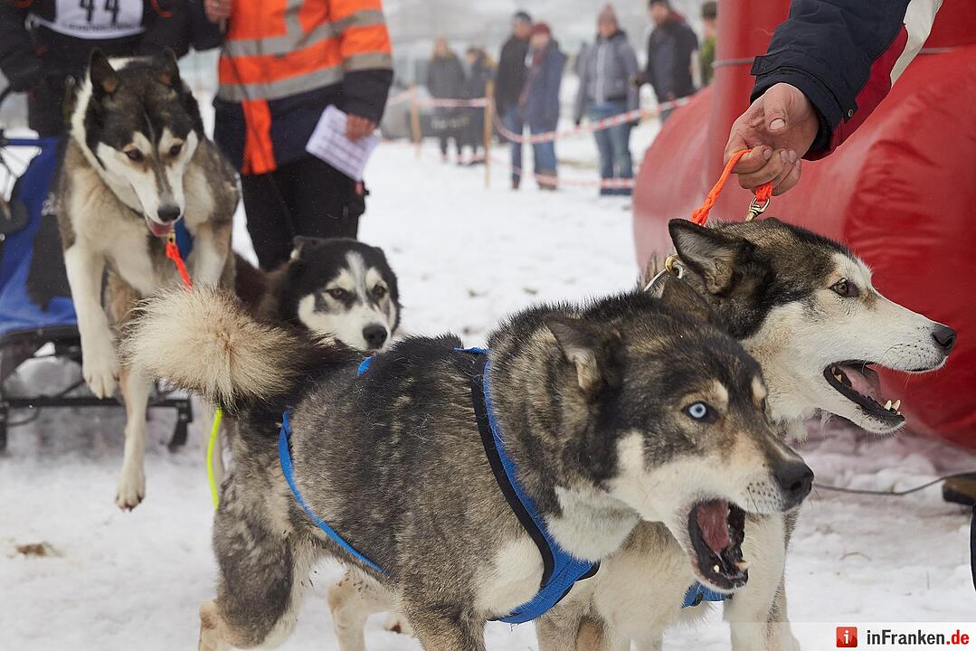 Schlittenhunderennen in Liebenscheid