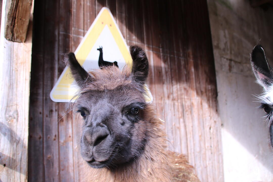 Zu Besuch bei Lamas und Kamelen im Kreis Haßberge