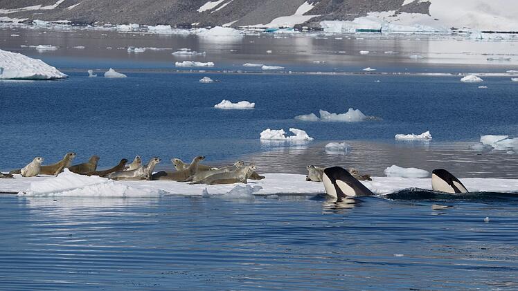 Orcas sind die einzigen anerkannten Raubtiere der Seeleoparden.