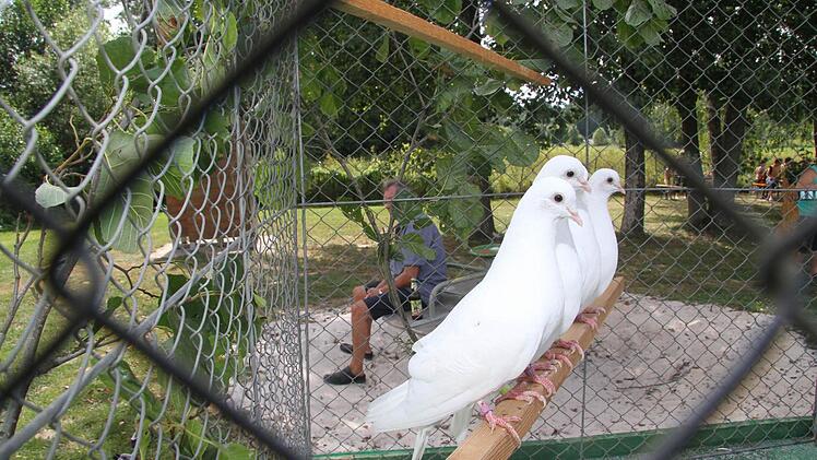 Was machen die Tauben im Freibad - sie ließen sich von den Badegästen bewundern. Foto: Sonja Adam