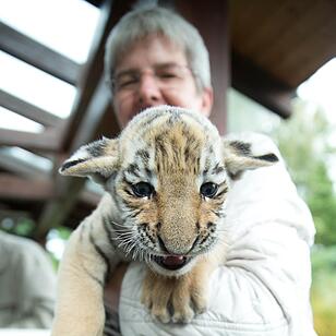 Tigerbaby vor Tierarzt-Praxis ausgesetzt