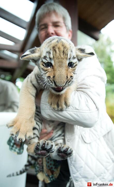 Tigerbaby vor Tierarzt-Praxis ausgesetzt